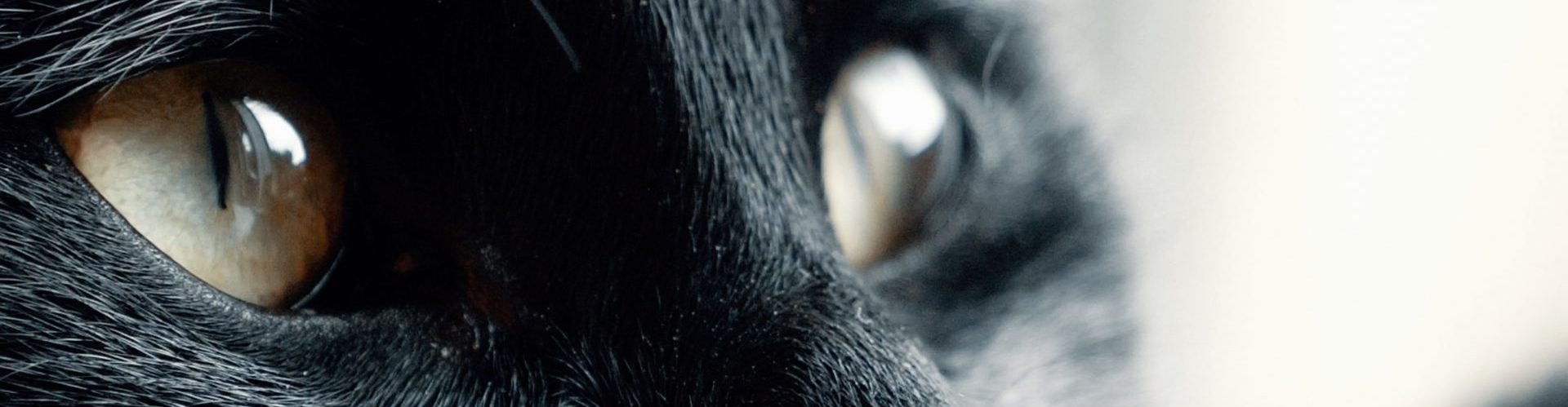 Header kat close up