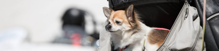 Hond in rugzak