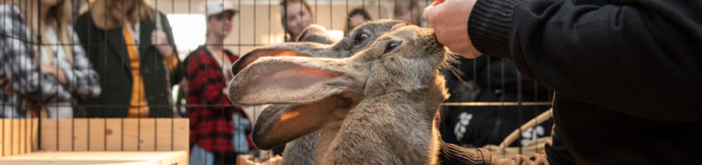 Konijnen en knaagdieren 2018