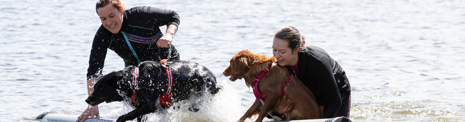 Dog Survival(2)